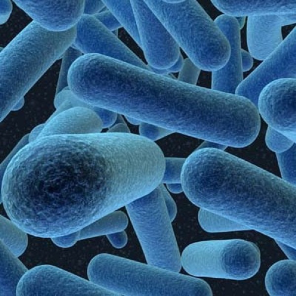 Фото 39 - Пропионовые бактерии